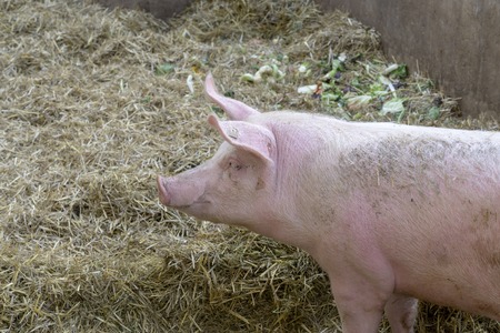 pig on hay and straw at pig breeding farm