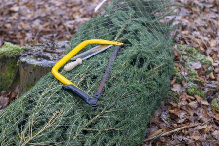 fresh sawn Christmas tree, the saw lies on the treeの写真素材