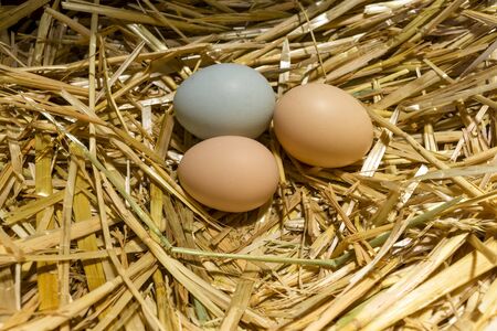 three chicken eggs in straw nest. Large freshly laid chicken eggs in a straw nestの写真素材