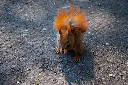 Eurasian red squirrel (Sciurus vulgaris)