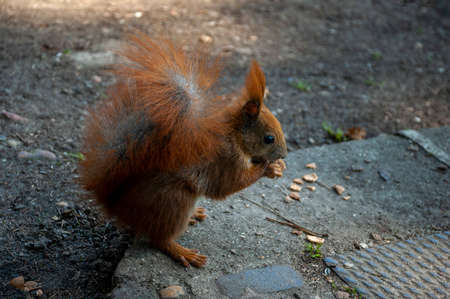 Eurasian red squirrel (Sciurus vulgaris)の写真素材