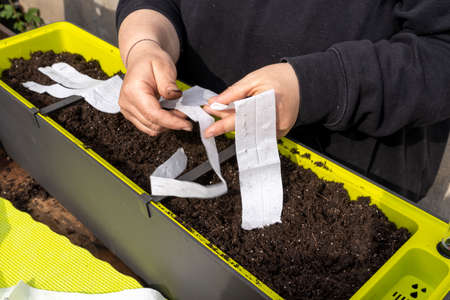 Planting vegetables with the help of a seed tape
