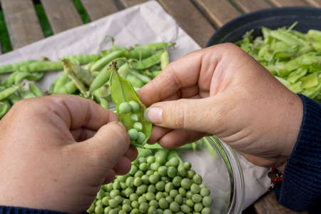 Woman hands hulled peas from shellの写真素材