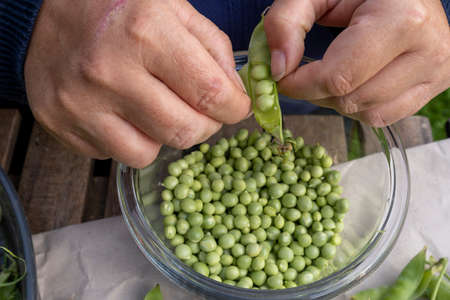 Woman hands hulled peas from shellの写真素材