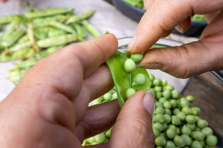 Woman hands hulled peas from shell