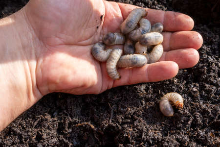 Larvae of beetles are pests of many agrarian cultures.の写真素材