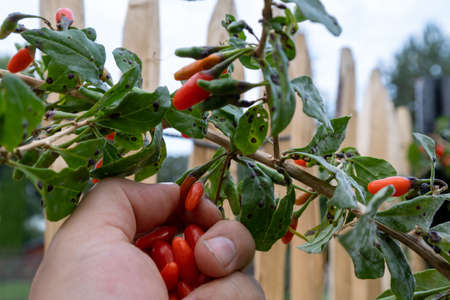 Ripe Goji berries plant branch. Lycium barbarumの写真素材