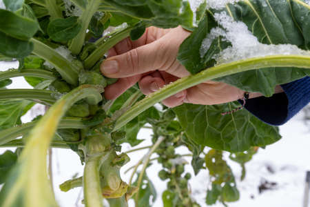 Gardener harvests Brussels sprouts, on the plant is snowの写真素材