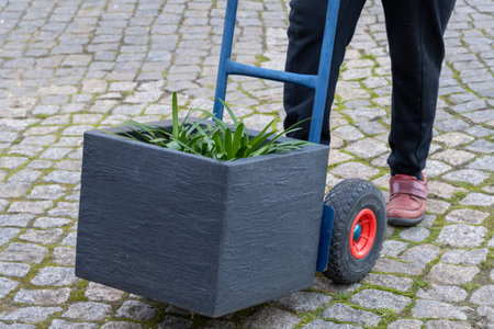 Protect potted plants from frost and bring them into the winter quarters.の写真素材