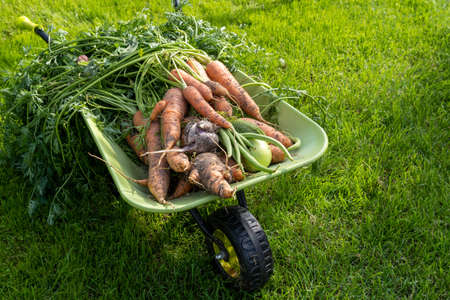 wheelbarrow full with fresh vegetablesの写真素材