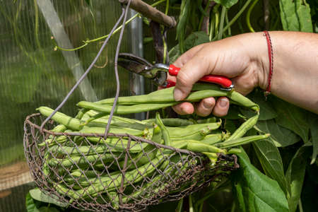 Farmer harvesting common green beans in the garden