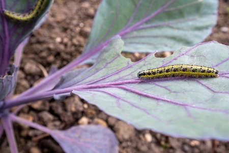 Pieris brassicae, Large White, Cabbage Butterfly, Cabbage White, Germanyの写真素材