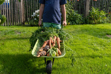 Boy pushing wheelbarrow with freshly harvested vegetablesの写真素材