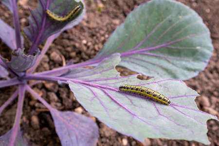 Pieris brassicae, Large White, Cabbage Butterfly, Cabbage White, Germanyの写真素材