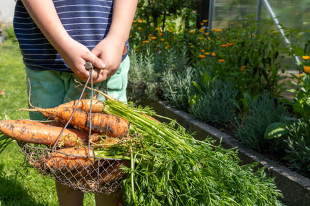 Children hands hold a basket with fresh carrots.の写真素材