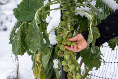 Gardener harvests Brussels sprouts, on the plant is snowの写真素材