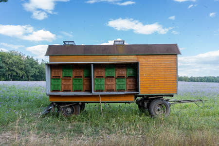 wooden trailer for beehives at a blooming Phacelia fieldの写真素材