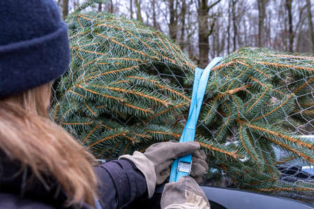 Christmas tree on roof of the carの写真素材