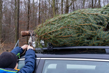 boy tying a Christmas tree on the roof of a carの写真素材