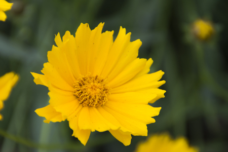 Spring flower in Japanの写真素材