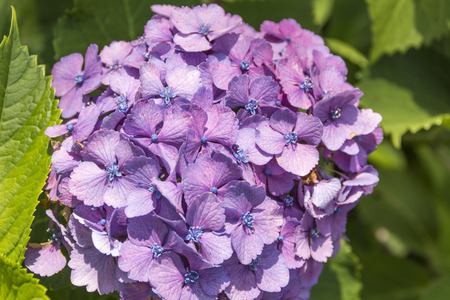 Spring flower in Japan