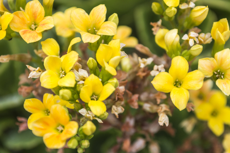 Desert flowers Venezuelaの写真素材