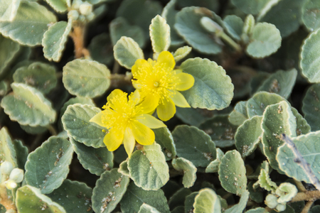 Desert flowers Venezuela