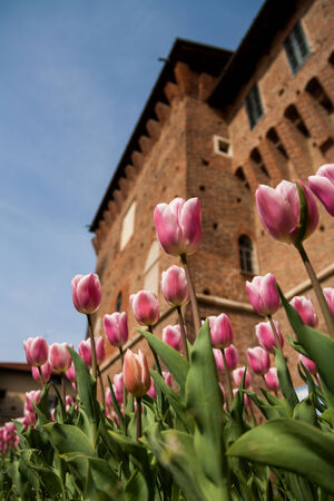 Tulips and castleの写真素材