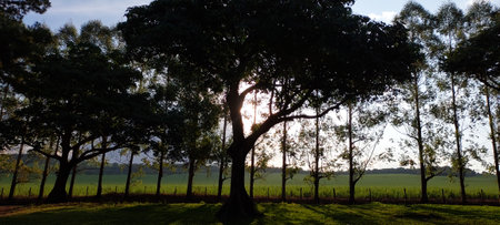 Tree silhouette in the countryside.の写真素材