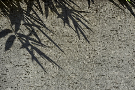 Shadow of bamboo tree on the concrete wallの写真素材