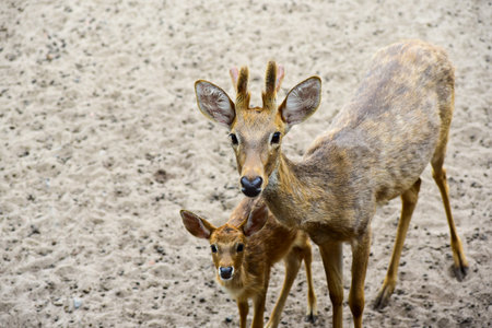 Mother and baby deerの写真素材