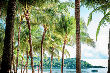 A row of palm trees are lined up along the beach. The trees are tall and green. The beach is a...