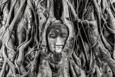 A statue of Buddha is carved into a tree trunk. The trunk is covered in roots and the statue is partially hidden by the rootsの写真素材