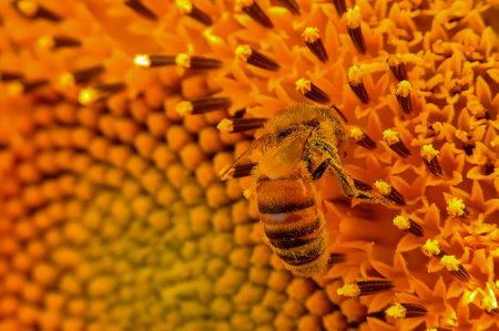 A bee is sitting on a flower. The flower is orange and has a lot of petalsの写真素材