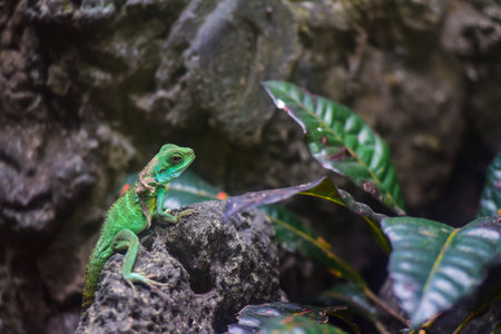 A green lizard is sitting on a rock next to a leafy plant. The lizard is looking at the cameraの写真素材
