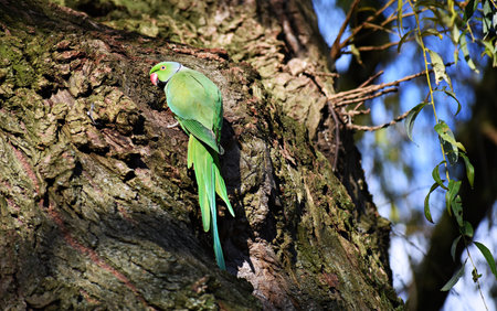 Rose-ringed parakeet or Psittacula Krameri, also known as the ring-necked parakeet, on tree.