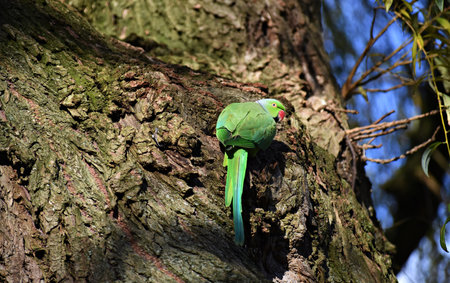 Rose-ringed parakeet or Psittacula Krameri, also known as the ring-necked parakeet, on tree.