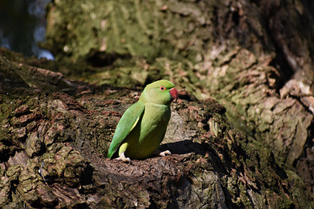Rose-ringed parakeet or Psittacula Krameri, also known as the ring-necked parakeet, on tree.の写真素材
