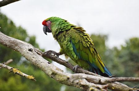 A beautiful colorful Military Macaw or Ara Militaris, on a piece of wood. It is a large parrot and a medium-sized macaw.の写真素材