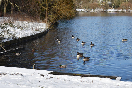 Snowy winter landscape with lake and birds, in the city park.の写真素材