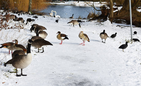 Snowy winter landscape with geese in the park.の写真素材
