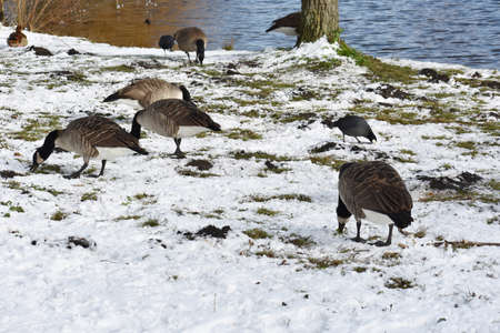 Snowy winter landscape with geese in the park.の写真素材