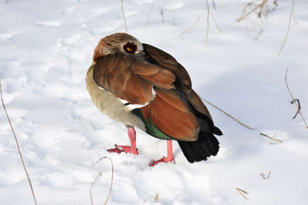 Close up of an Egyptian goose or Alopochen aegyptiaca on snow. Winter landscape.の写真素材
