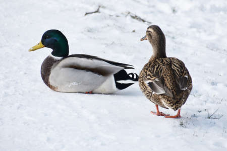 Close up of a couple of mallard ducks or Anas platyrhynchos, on snow.の写真素材