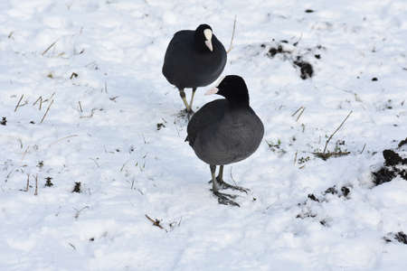 Close up of two Eurasian coots or Fulica atra on snow.の写真素材