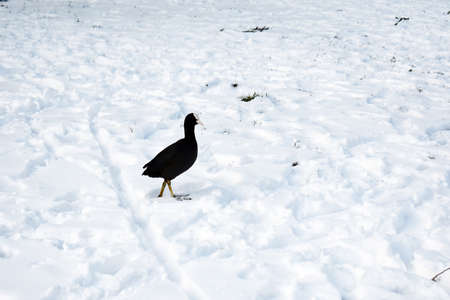 Close up of an Eurasian coot or Fulica atra on snow.の写真素材