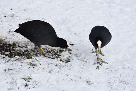 Close up of two Eurasian coots or Fulica atra on snow.の写真素材