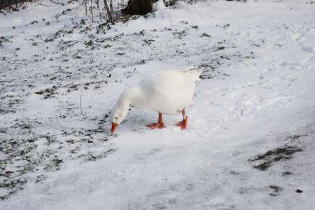 Close up of a white goose on snow, in the city park. Snowy winter landscape.の写真素材