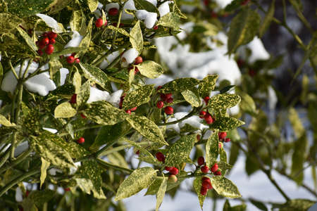 Branches with berries of Aucuba japonica or Spotted Laurel, cowered with snow, in the garden. Winter landscape.の写真素材