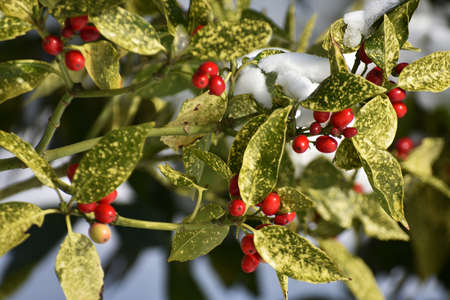 Branches with berries of Aucuba japonica or Spotted Laurel, cowered with snow, in the garden. Winter landscape.の写真素材